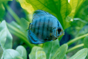 A blue striped fish in a fish tank