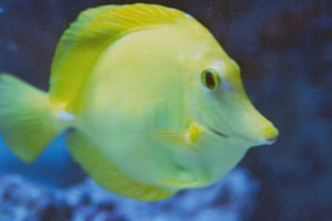 A yellow fish in a fish tank