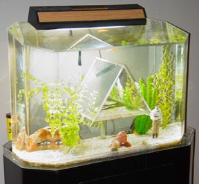 Fishure fish tank lit up